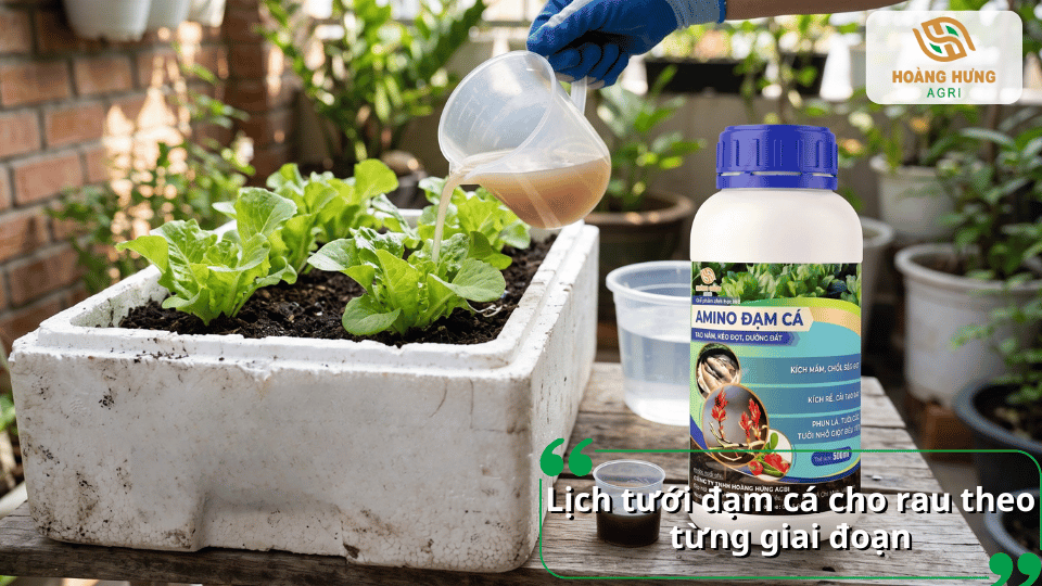 Lịch tưới đạm cá cho rau theo từng giai đoạn sinh trưởng giúp cây phát triển khỏe mạnh.