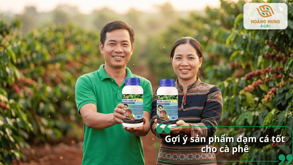 Sản phẩm Amino Đạm Cá Hoàng Hưng Agri giúp bổ sung axit amin, kích rễ, nuôi trái, tăng sức sinh trưởng và năng suất cây cà phê.