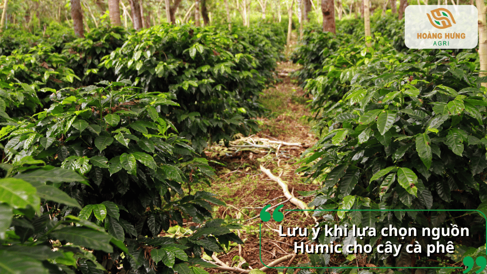 Lưu ý khi lựa chọn nguồn Humic chất lượng cho cây cà phê.
