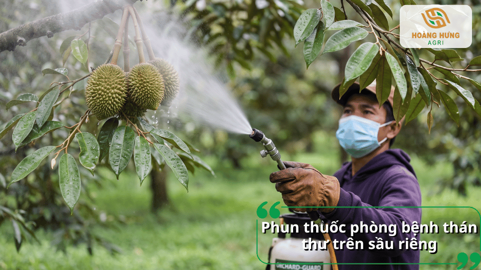 Phun thuốc phòng bệnh thán thư trên sầu riêng đúng thời điểm để bảo vệ năng suất vườn cây.