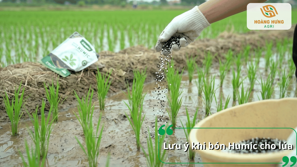 Lưu ý khi bón Humic cho lúa để phát huy tối đa hiệu quả và hạn chế thất thoát dinh dưỡng.