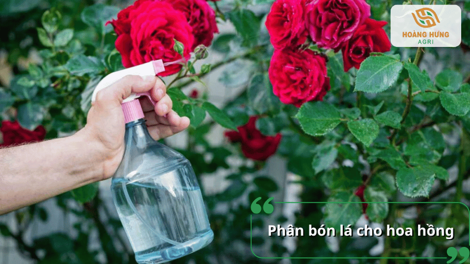 Phân bón lá cho hoa hồng giúp bổ sung dinh dưỡng nhanh và hiệu quả