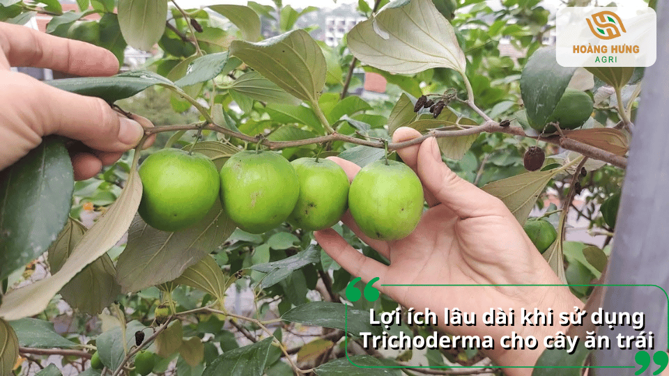 Lợi ích lâu dài của Trichoderma đối với cây ăn trái