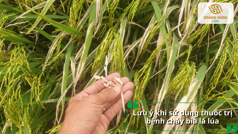 Lưu ý sử dụng thuốc trị bệnh cháy bìa lá lúa đúng thời điểm để đạt hiệu quả tối ưu.