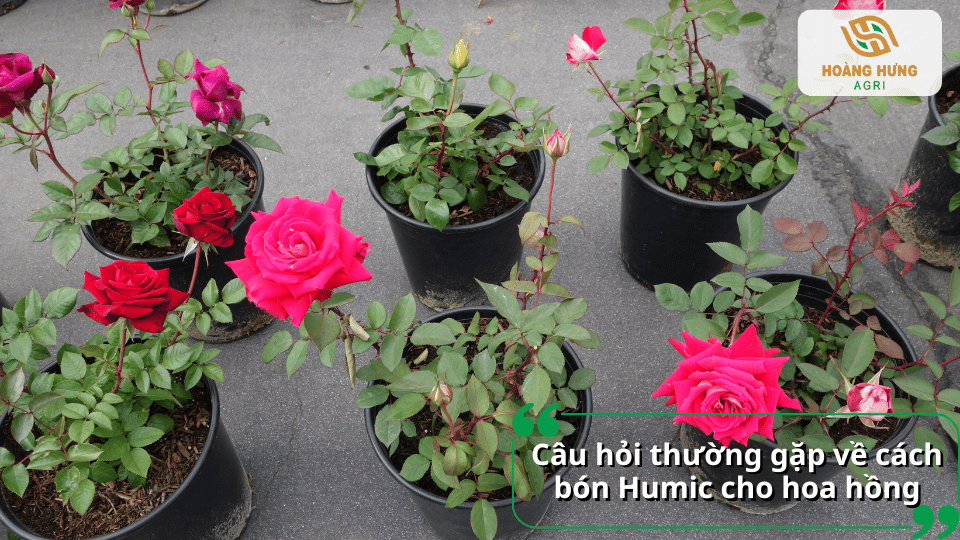 Giải đáp các câu hỏi thường gặp về cách bón Humic cho hoa hồng giúp cây phát triển khỏe và ra hoa đẹp.