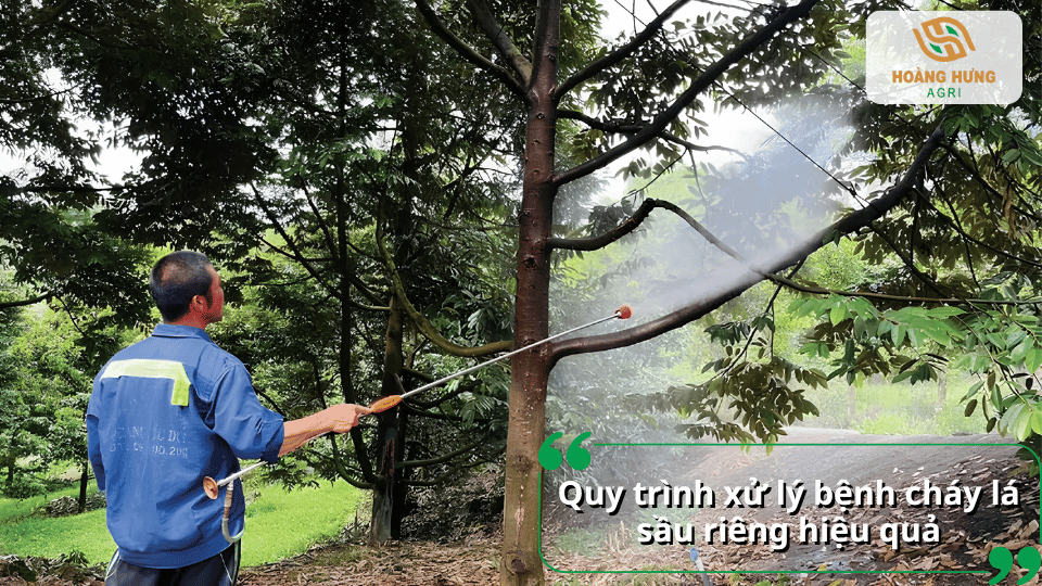 Quy trình xử lý bệnh cháy lá sầu riêng bằng thuốc đặc trị kết hợp chăm sóc giúp cây nhanh phục hồi.
