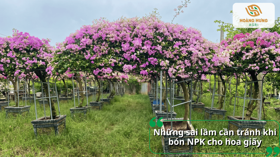 Những sai lầm cần tránh khi bón phân NPK cho hoa giấy để cây phát triển khỏe và ra hoa ổn định.