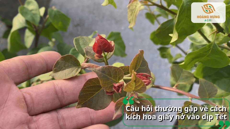 Câu hỏi thường gặp về cách kích hoa giấy nở vào dịp Tết và những lưu ý quan trọng khi chăm sóc.