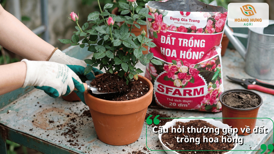 Giải đáp câu hỏi thường gặp về đất trồng hoa hồng và cách lựa chọn giá thể phù hợp.