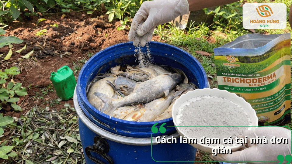 Hướng dẫn cách làm đạm cá tại nhà đơn giản từ cá tươi để bón và tưới cho rau sạch.