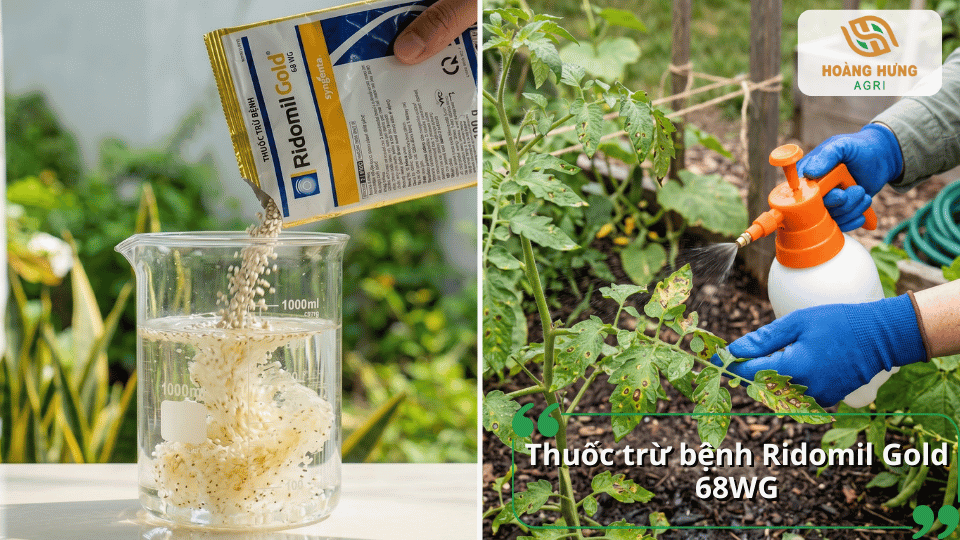 Thuốc Ridomil Gold 68WG được sử dụng để phòng và hỗ trợ kiểm soát bệnh thán thư, giúp hạn chế nấm bệnh và bảo vệ cây trồng khỏe mạnh.
