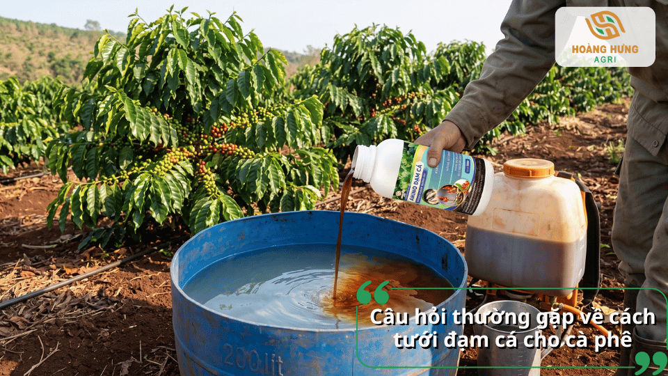 Giải đáp các câu hỏi thường gặp về cách tưới đạm cá cho cây cà phê, liều lượng pha, cách sử dụng và những lưu ý để đạt hiệu quả cao.
