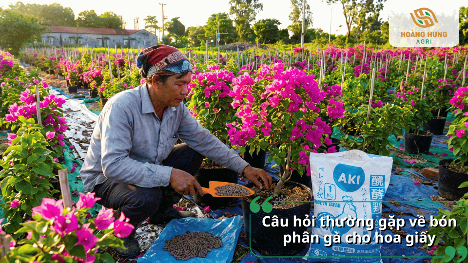 Giải đáp các câu hỏi thường gặp về bón phân gà cho hoa giấy hiệu quả.