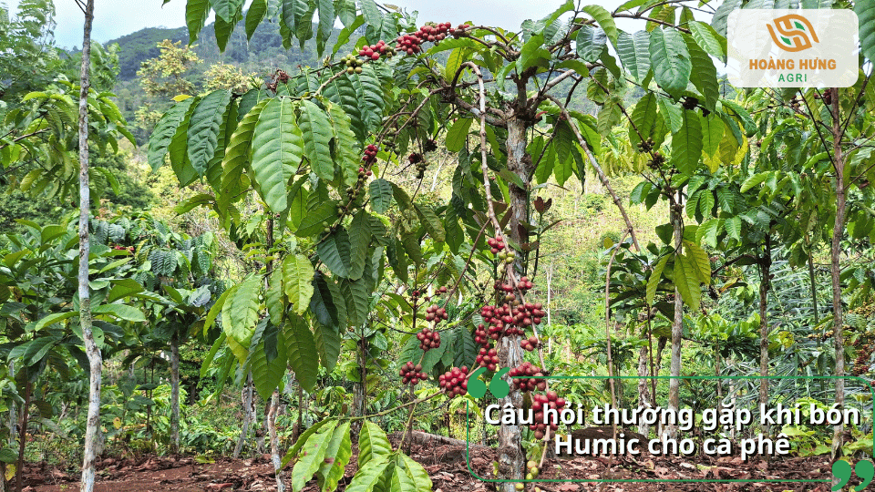 Giải đáp những câu hỏi thường gặp khi bón Humic cho cây cà phê.