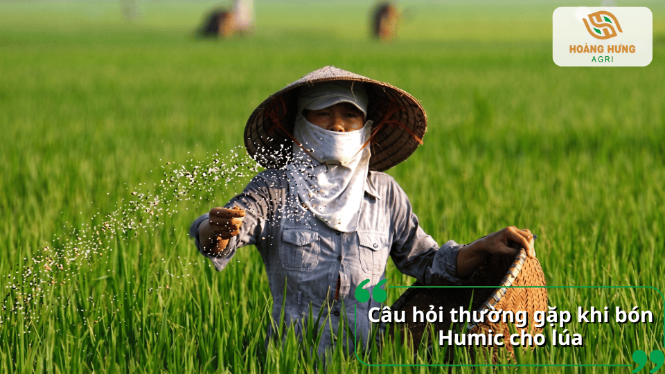 Câu hỏi thường gặp về bón Humic cho lúa khi nào và cách sử dụng Humic theo từng giai đoạn