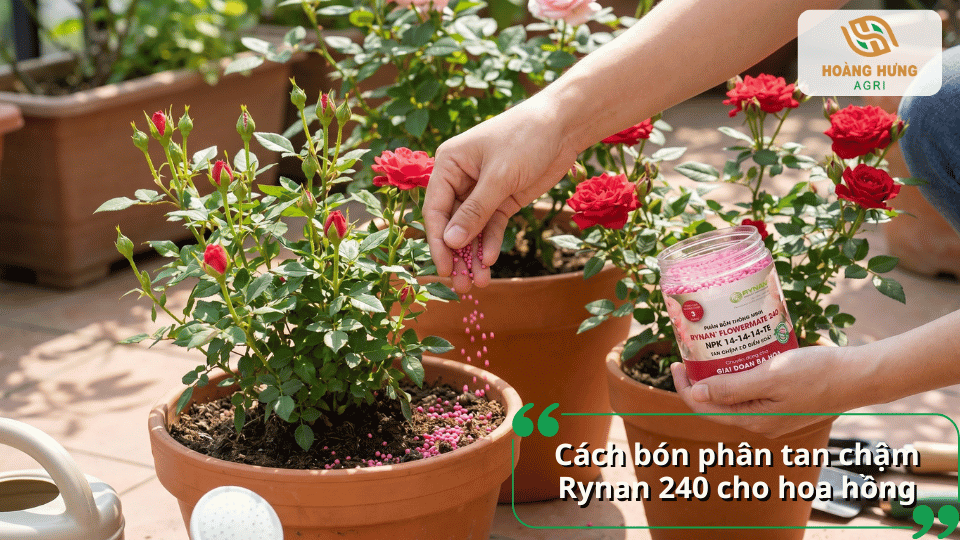Cách bón phân tan chậm Rynan 240 cho hoa hồng đúng kỹ thuật