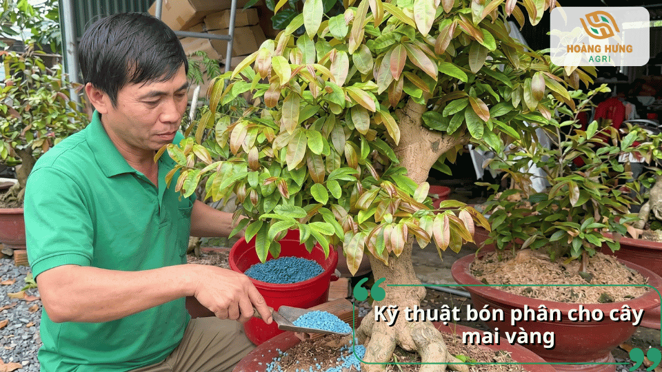 Hướng dẫn kỹ thuật bón phân cho cây mai vàng đúng cách giúp cây hấp thu dinh dưỡng tối ưu, phát triển khỏe và ra hoa đồng đều.