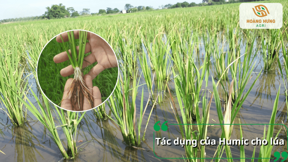 Tác dụng của Humic cho lúa giúp phát triển bộ rễ khỏe, tăng sức chống chịu và cải thiện sinh trưởng.