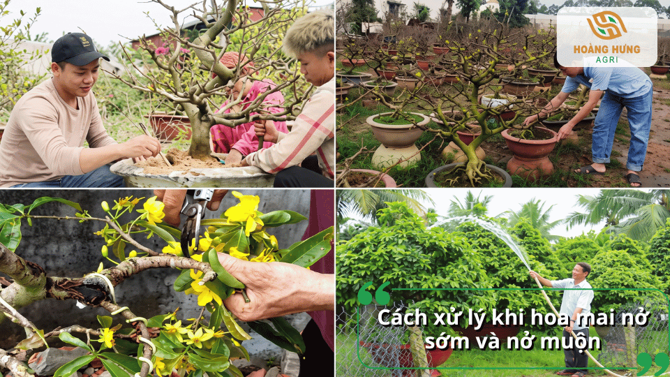 Cách xử lý khi hoa mai nở sớm hoặc nở muộn so với thời điểm mong muốn.