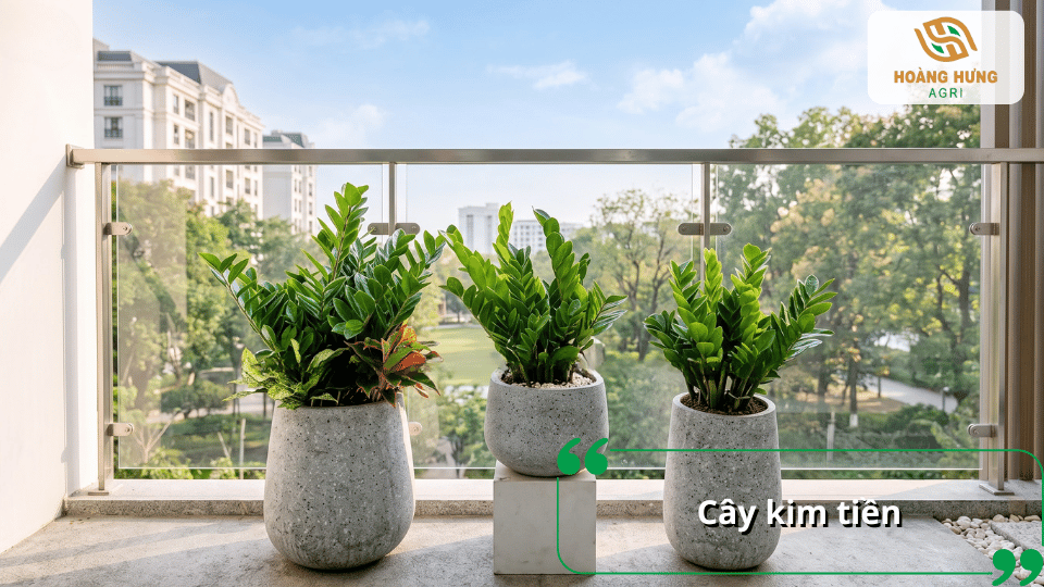 Cây kim tiền trồng trong chậu đặt bên cửa kính ban công, phát triển xanh tốt.