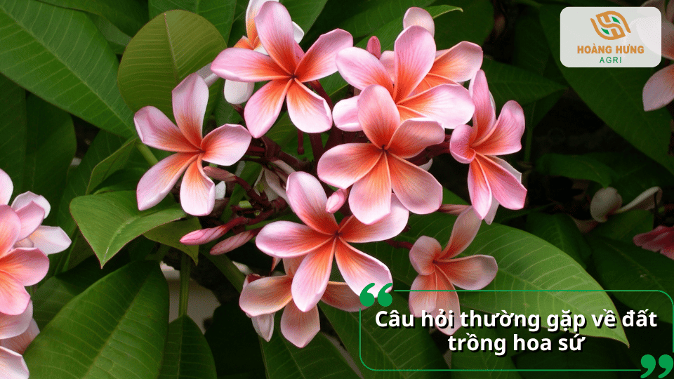 Hoa sứ màu hồng cam nở đẹp trên cây trong điều kiện chăm sóc phù hợp.
