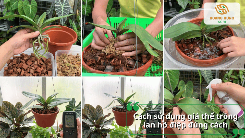 Người trồng đang phối trộn và sử dụng các loại giá thể khác nhau để trồng lan hồ điệp.