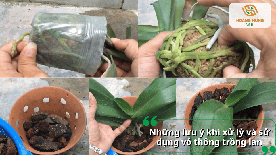 Những lưu ý khi xử lý và sử dụng vỏ thông làm giá thể trồng lan.
