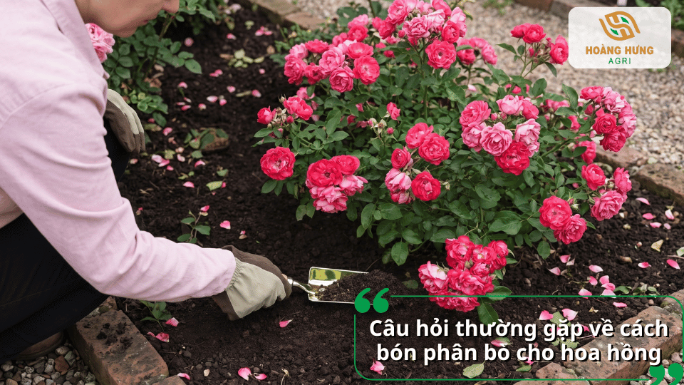 Bón phân bò cho bụi hoa hồng đang ra nhiều hoa, giúp bổ sung dinh dưỡng cho cây.