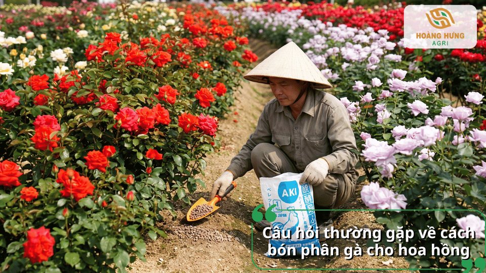 Bón phân gà cho luống hoa hồng giúp cây phát triển và ra hoa đẹp.