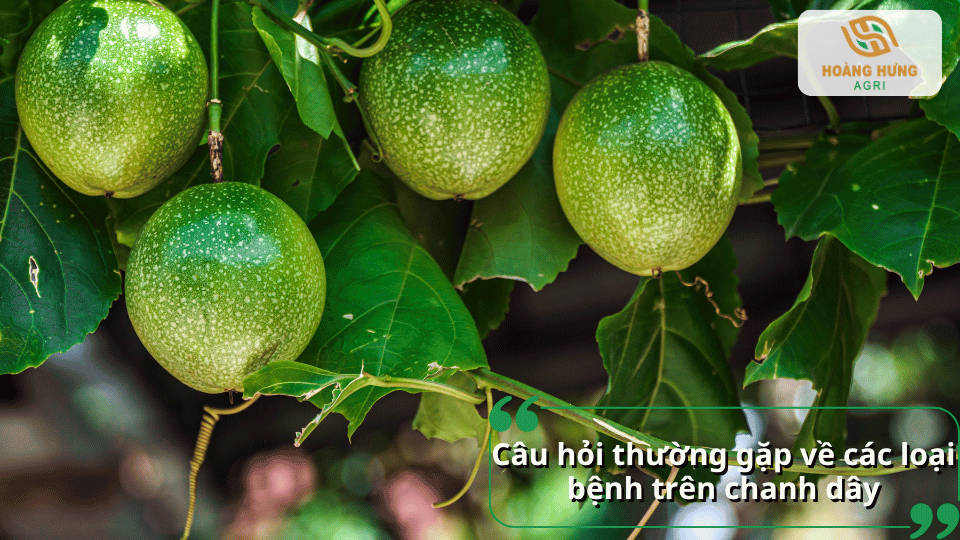 Câu hỏi thường gặp về các loại bệnh trên chanh dây và cách nhận biết, xử lý.