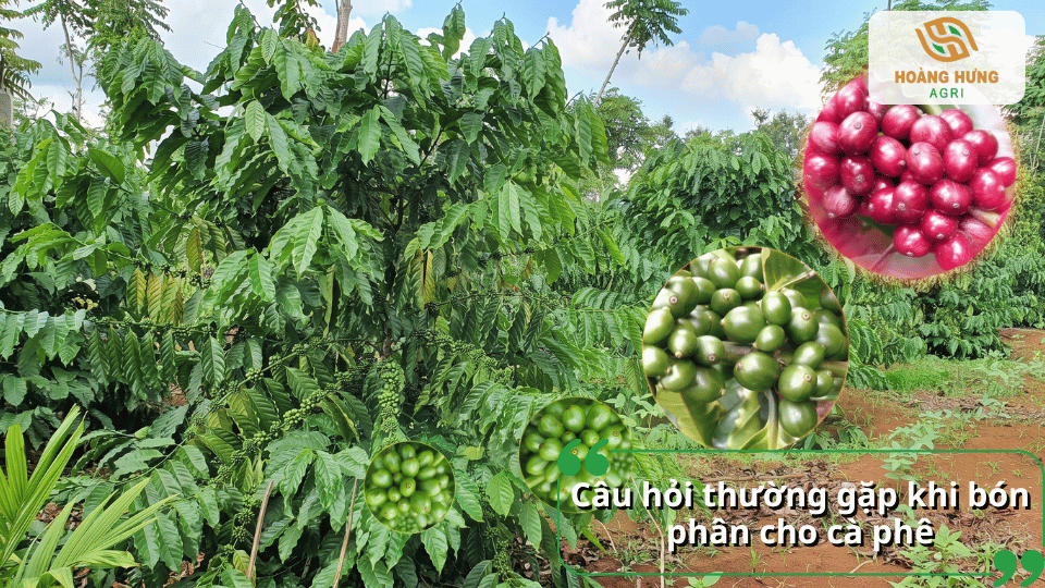 Giải đáp các câu hỏi thường gặp về cách bón phân cho cây cà phê đúng kỹ thuật và hiệu quả.
