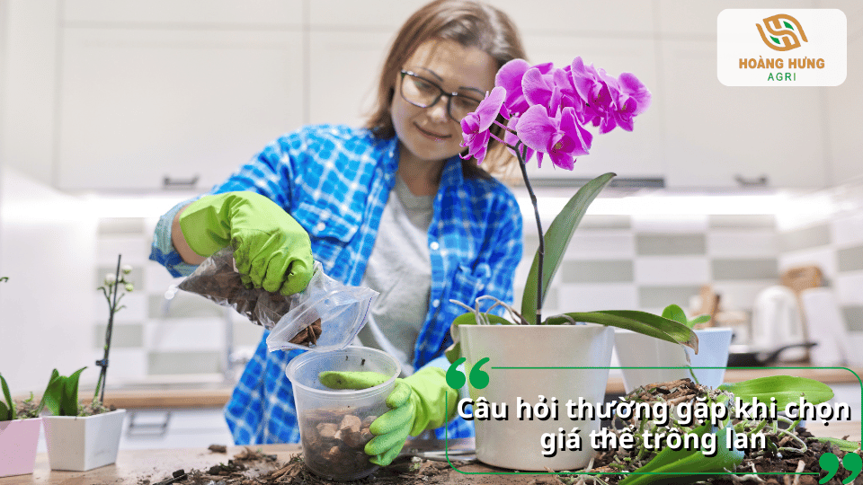 Người trồng sử dụng giá thể để thay chậu và chăm sóc lan hồ điệp trong nhà.
