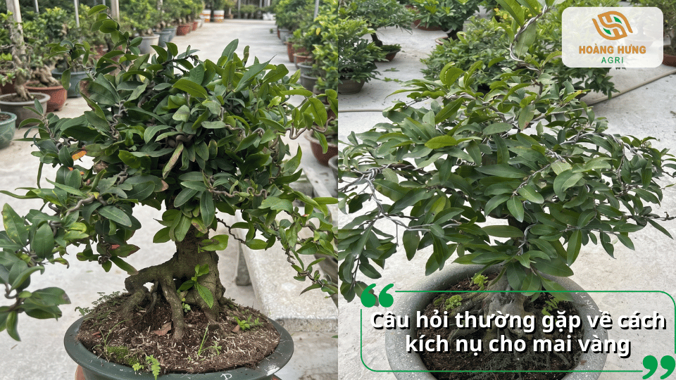 Câu hỏi thường gặp về cách kích nụ và chăm sóc mai vàng ra hoa.