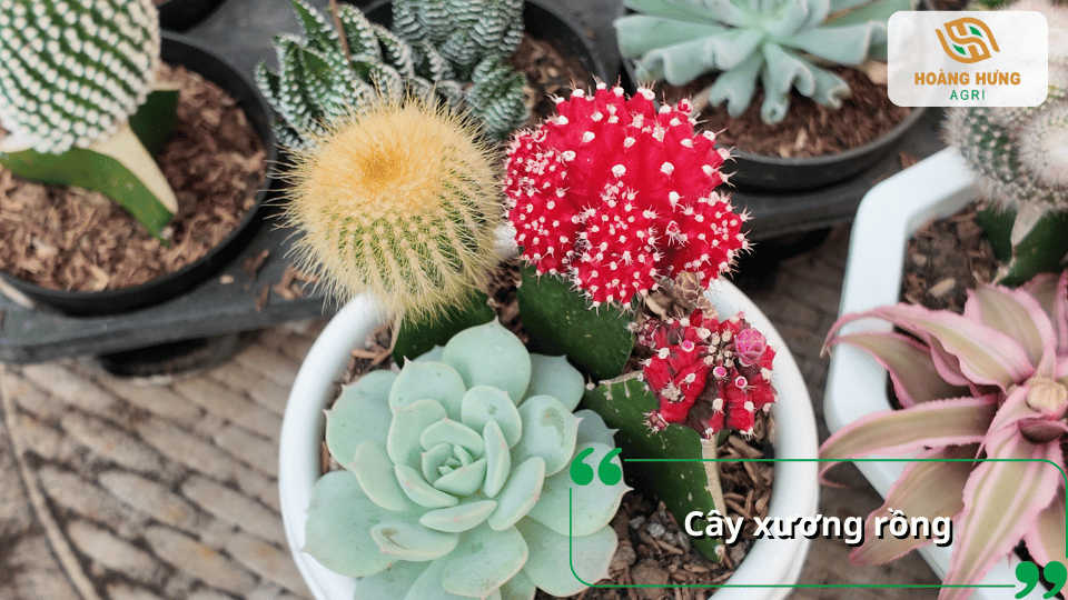 Cây xương rồng với nhiều hình dáng và màu sắc được trồng trong chậu.