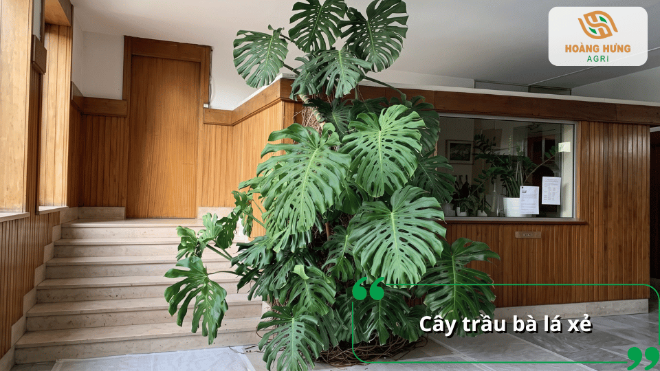 Cây trầu bà lá xẻ với tán lá lớn xanh tốt được trồng trang trí trong không gian nội thất.