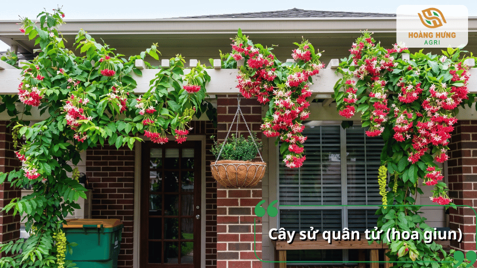 Cây sử quân tử hay hoa giun với những chùm hoa đỏ hồng phủ trên giàn trước nhà.
