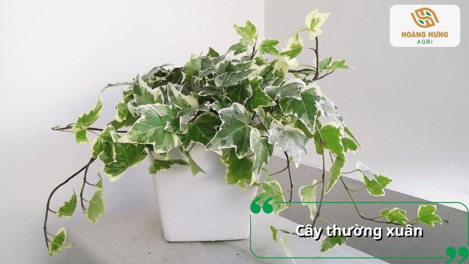 Cây thường xuân lá xanh trắng trồng trong chậu, có cành rủ dài xuống.