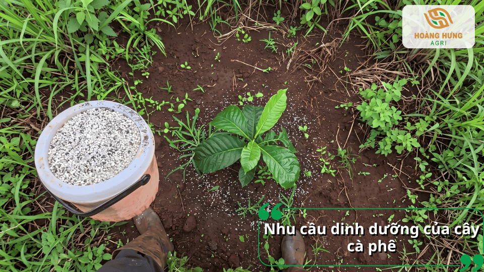 Nhu cầu dinh dưỡng của cây cà phê theo từng giai đoạn sinh trưởng và phát triển.