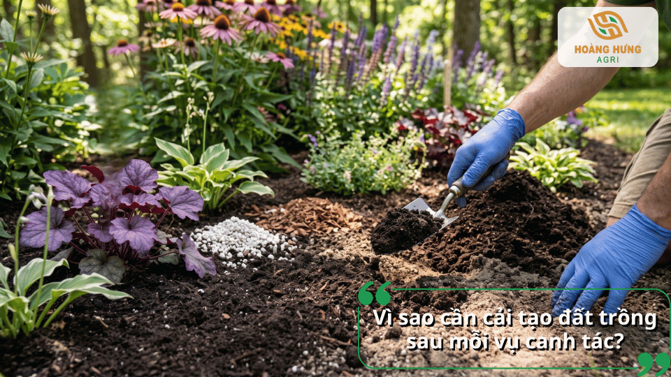 Vì sao cần cải tạo đất trồng sau mỗi vụ canh tác để bổ sung dinh dưỡng và duy trì độ phì cho đất.