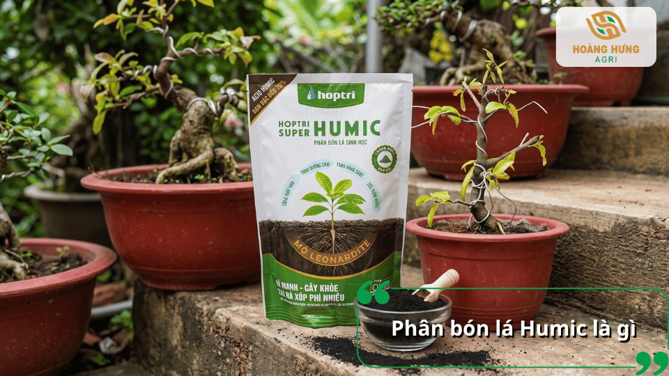 Phân bón lá Humic là gì và đặc điểm của Humic trong chăm sóc cây trồng.
