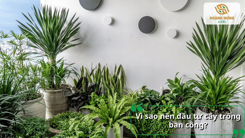 Nhiều loại cây cảnh xanh tốt được bố trí trong chậu, phù hợp trồng ở ban công có ánh sáng.