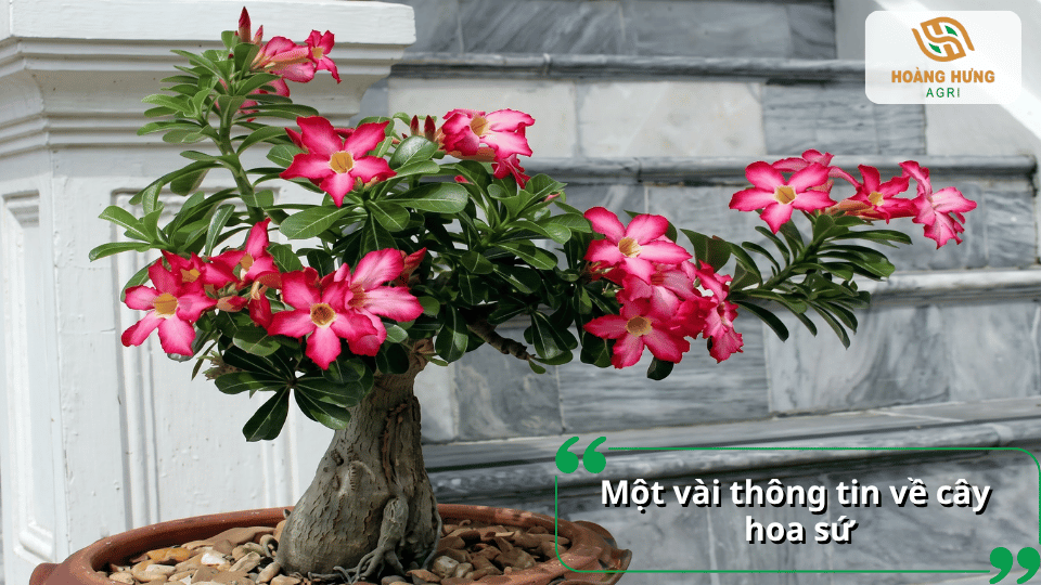 Cây hoa sứ bonsai phát triển xanh tốt và nở nhiều hoa trong chậu.