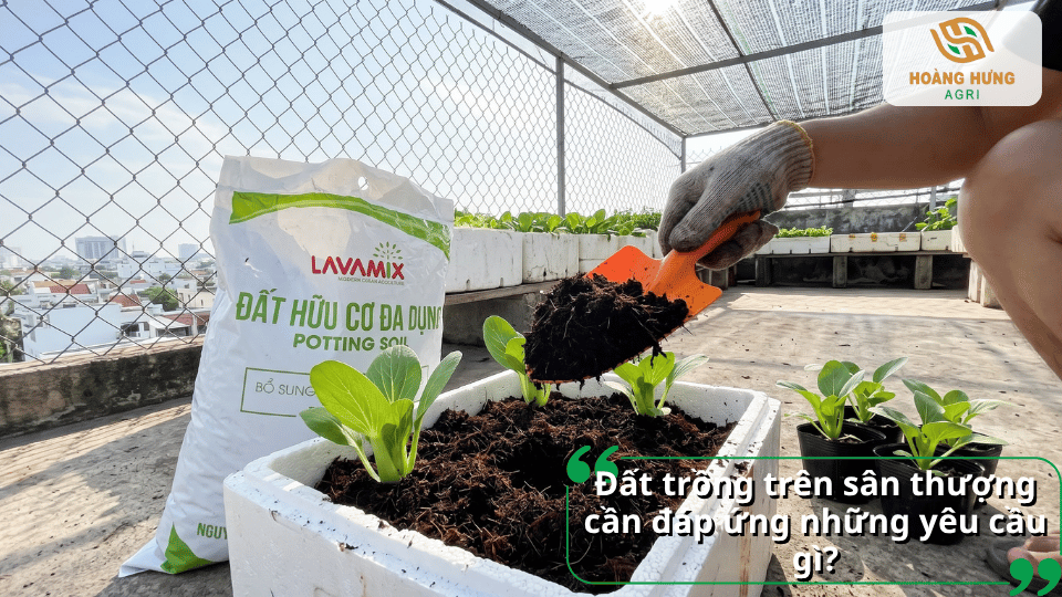 Đất hữu cơ Lavamix được sử dụng để trồng rau trong thùng xốp trên sân thượng.
