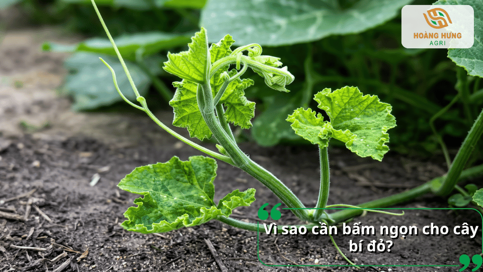 Ngọn cây bí đỏ phát triển mạnh với tua cuốn và lá non trước khi bấm ngọn
