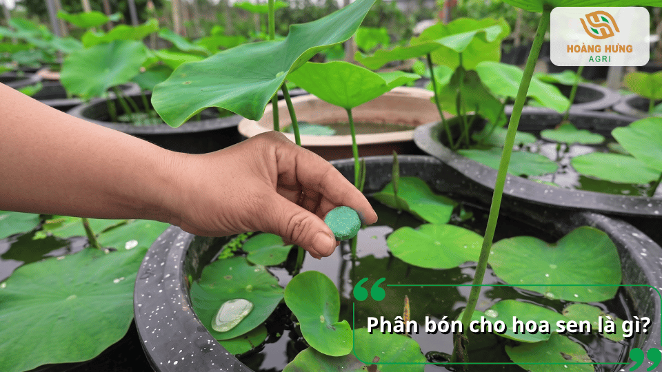 Viên phân được đặt vào chậu sen để bổ sung dinh dưỡng cho cây.
