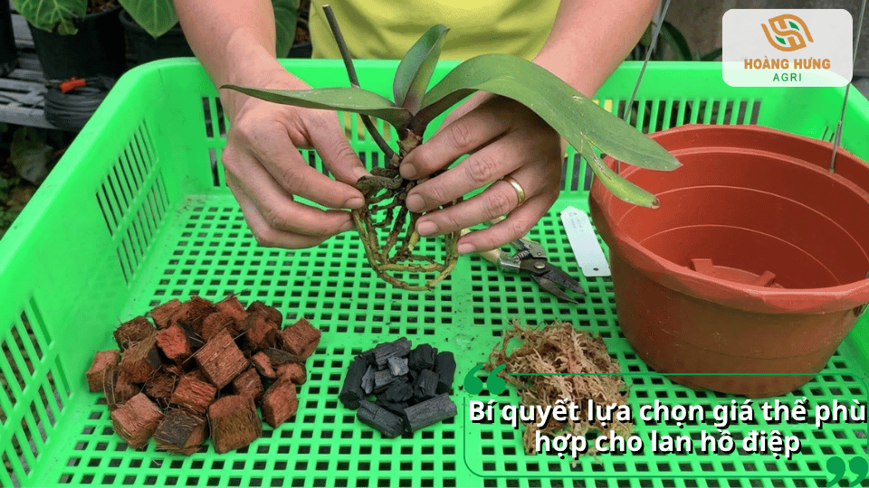 Người trồng đang tháo giá thể và kiểm tra bộ rễ lan hồ điệp trước khi trồng.