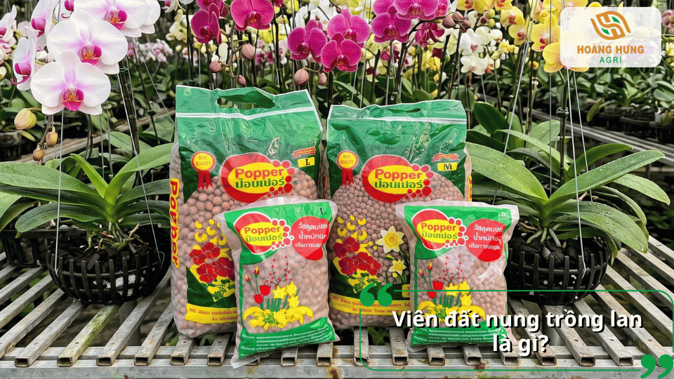 Các loại viên đất nung Popper được sử dụng phổ biến để trồng lan.