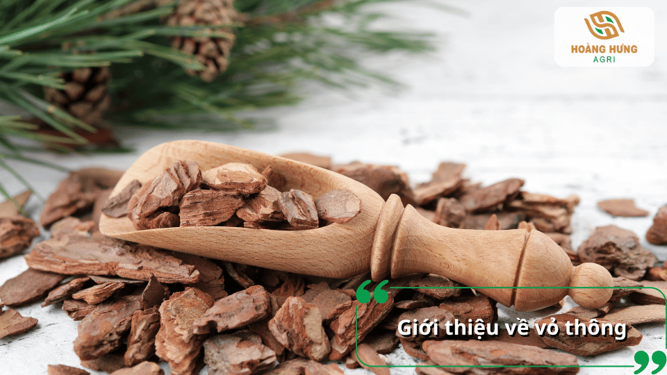 Vỏ thông được giới thiệu với đặc điểm phù hợp làm giá thể trồng lan.