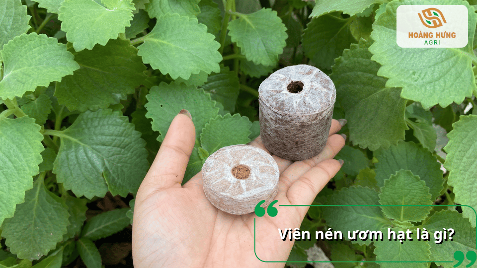 Viên nén ươm hạt xơ dừa là gì và ứng dụng trong gieo ươm cây giống.