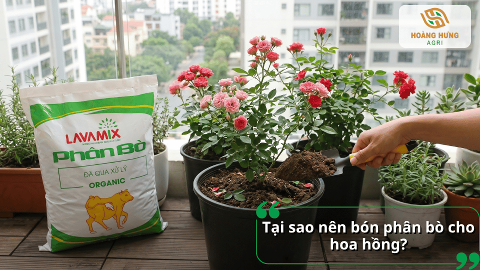 Sử dụng phân bò đã qua xử lý để bón cho chậu hoa hồng, giúp bổ sung dinh dưỡng và cải tạo đất.